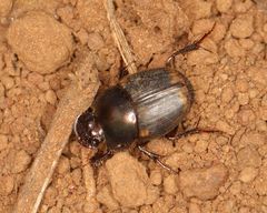 Onthophagus vinctus
