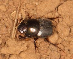 Onthophagus vinctus