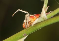 Oxyopes flavipalpis