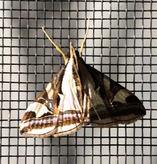 Agrioglypta excelsalis