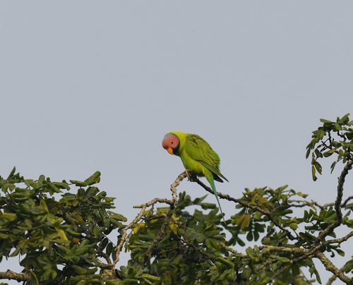 Blossom-headed Parakeet (Psittacula roseata), photo 4