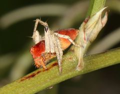 Oxyopes flavipalpis