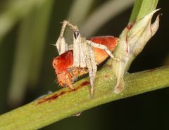 Oxyopes flavipalpis