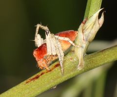 Oxyopes flavipalpis