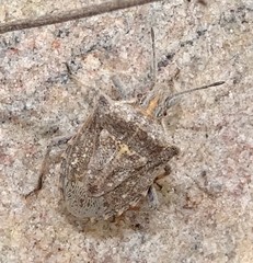 Prionosoma podopioides