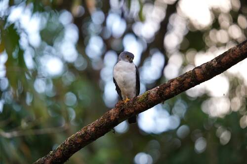 iNaturalist image