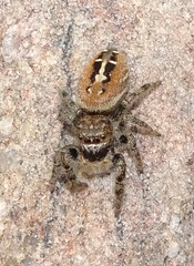 Phidippus texanus