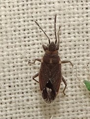 Lygaeospilus tripunctatus