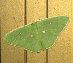 Comostola leucomerata