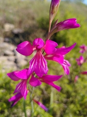 Gladiolus dubius