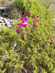 Gladiolus dubius
