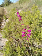 Gladiolus dubius