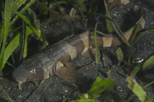 Chiloscyllium hasseltii observed 2016-06-23