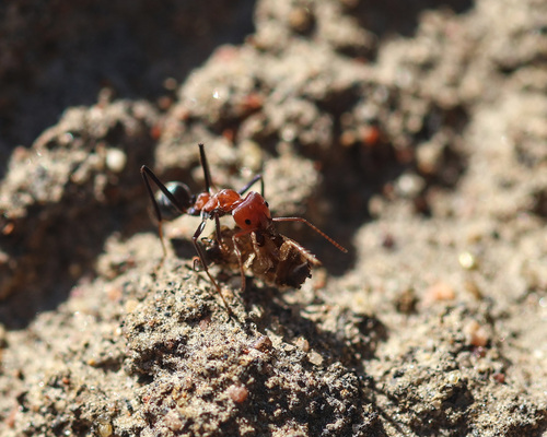 Northern Meat Ant