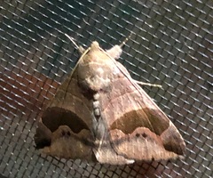 Bastilla solomonensis