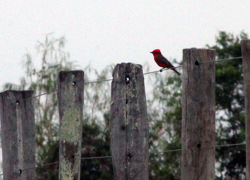 Vermilion Flycatcher