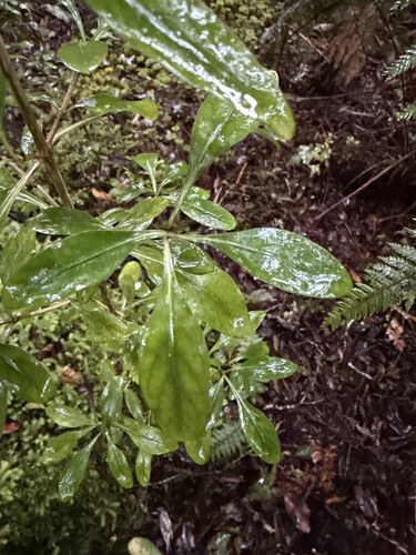 Coprosma foetidissima, photograph 2