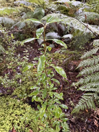 Coprosma foetidissima, photograph 1