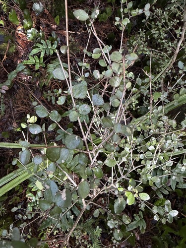 Neomyrtus pedunculata, photograph 5