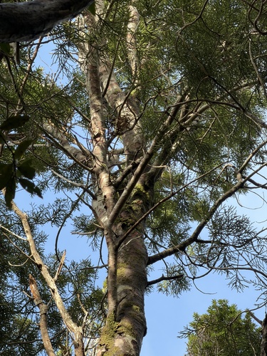 Halocarpus biformis, photograph 4