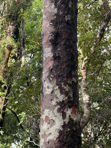 Halocarpus biformis, photograph 5
