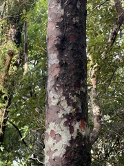 Halocarpus biformis, photograph (c) Taylor Davies-Colley, some rights reserved (CC BY)