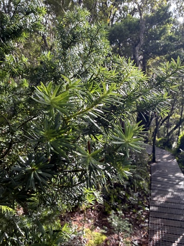 Halocarpus biformis, photograph 3