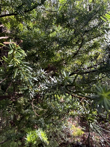 Halocarpus biformis, photograph 2