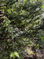 Halocarpus biformis, photograph (c) Taylor Davies-Colley, some rights reserved (CC BY)