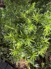 Halocarpus biformis