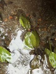 Potamogeton cheesemanii, photograph (c) Taylor Davies-Colley, some rights reserved (CC BY)