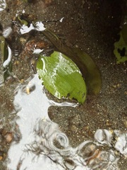 Potamogeton cheesemanii, photograph (c) Taylor Davies-Colley, some rights reserved (CC BY)