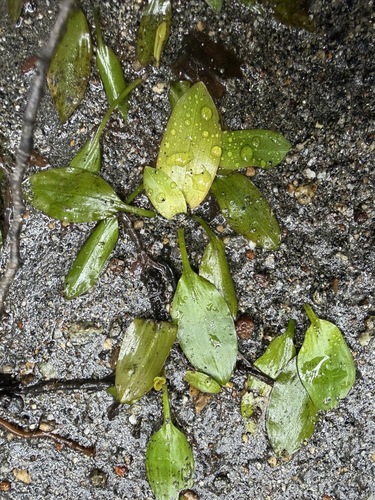 Potamogeton cheesemanii, photograph 1