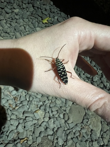 Placosternus crinicornis, 2026-08-09