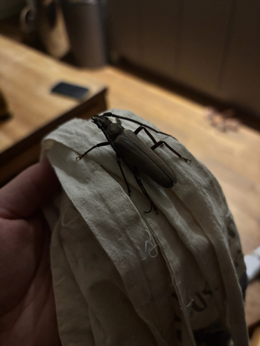 grain support beetle