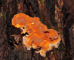 Gloeoporellus merulinus