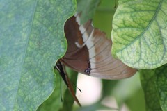 Siproeta epaphus epaphus