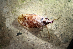 Phrictus moebiusi