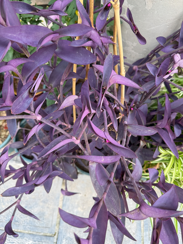 Purple Heart