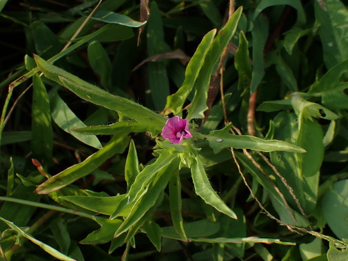 Ipomoea polymorpha observed 2026-08-05