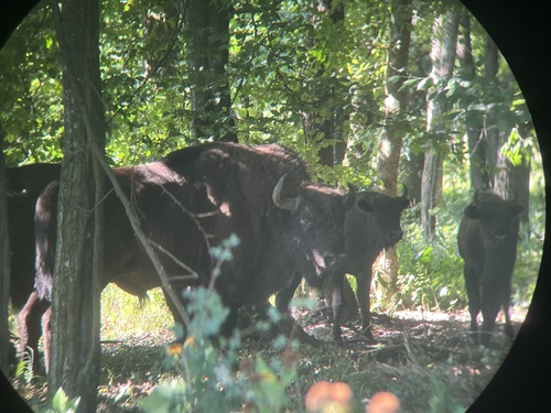 Wisent