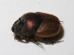 Onthophagus coenobita