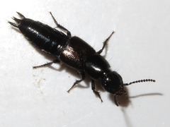 Philonthus splendens