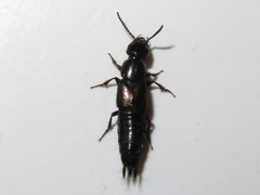 Philonthus splendens