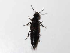 Philonthus splendens