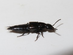 Philonthus splendens