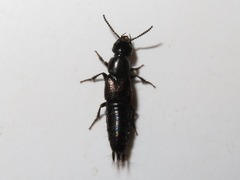 Philonthus splendens