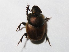 Onthophagus coenobita