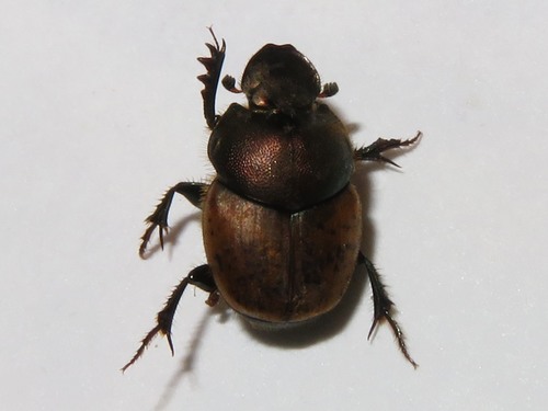metallic horned dung beetle, Leidschendam, Nederland, photo 10 of 10