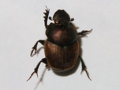 Onthophagus coenobita
